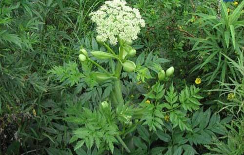 當(dāng)歸植物有蜜嗎(當(dāng)歸花開花有蜜嗎) 當(dāng)歸植物有蜜嗎(當(dāng)歸花開花有蜜嗎)