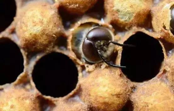 羊群對蜂場影響大嗎(哪些環境因素會影響蜜蜂的數量) 羊群對蜂場影響大嗎(哪些環境因素會影響蜜蜂的數量)