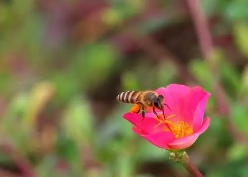 羊群對蜂場影響大嗎(哪些環境因素會影響蜜蜂的數量) 羊群對蜂場影響大嗎(哪些環境因素會影響蜜蜂的數量)