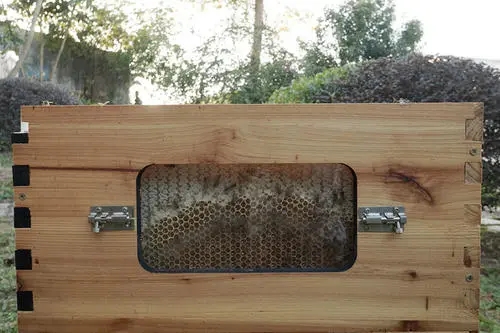 蜂箱外面有一團(tuán)蜂是怎么回事（蜜蜂在蜂箱外面抱成一團(tuán)是什么原因）