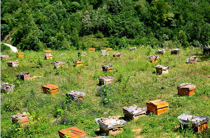 蜜蜂養殖十大忌諱是什么？(教你養蜂知識)