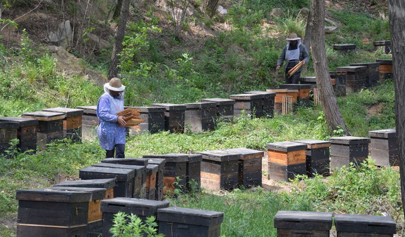 蜜蜂養殖十大忌諱是什么？(教你養蜂知識)