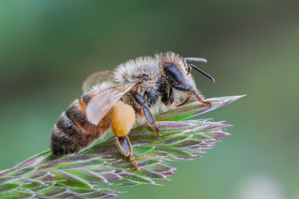 附近有人養(yǎng)蜂能不能誘蜂(為什么不能在養(yǎng)蜂場(chǎng)附近誘蜂) 附近有人養(yǎng)蜂能不能誘蜂(為什么不能在養(yǎng)蜂場(chǎng)附近誘蜂)