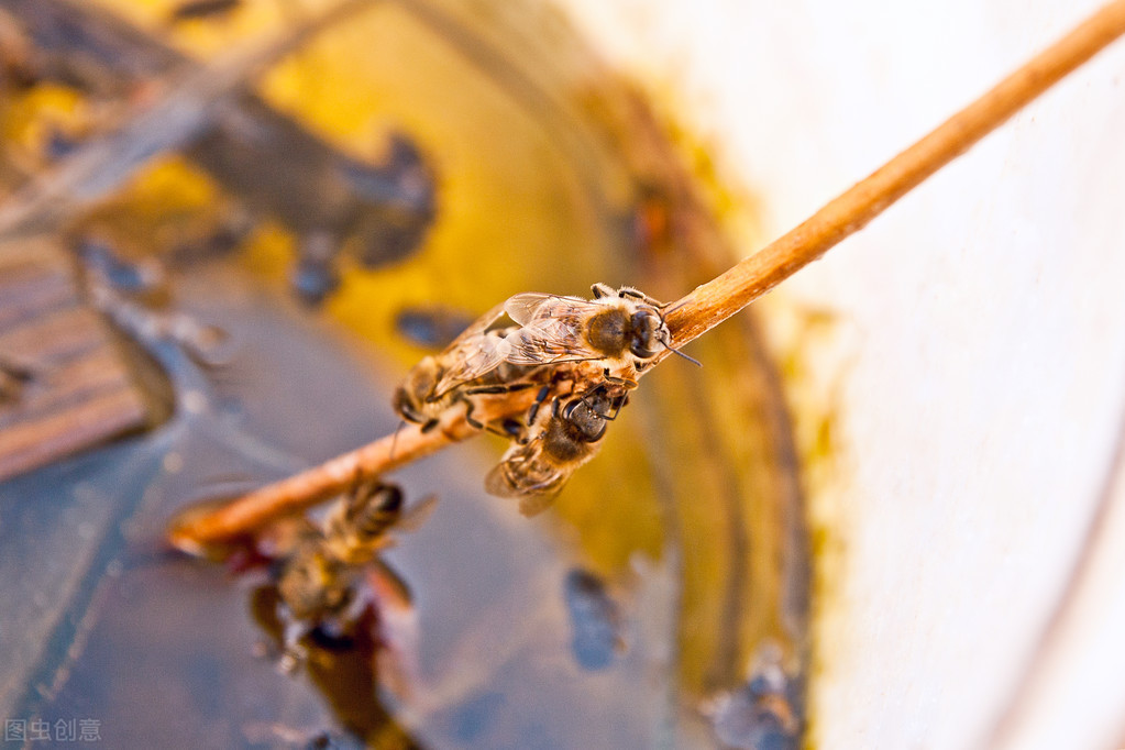 附近有人養(yǎng)蜂能不能誘蜂(為什么不能在養(yǎng)蜂場(chǎng)附近誘蜂) 附近有人養(yǎng)蜂能不能誘蜂(為什么不能在養(yǎng)蜂場(chǎng)附近誘蜂)