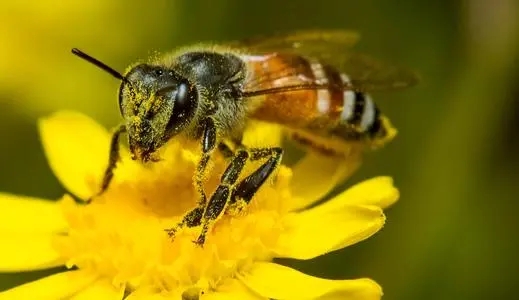 蜜蜂為什么采花粉 蜜蜂為什么采花粉