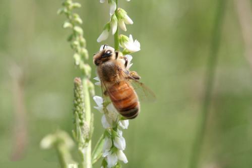 意蜂場旁怎么誘蜂(誘蜂箱誘蜂絕巧) 意蜂場旁怎么誘蜂(誘蜂箱誘蜂絕巧)