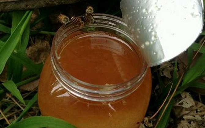 鴨腳木蜜結晶后什么樣的(鴨腳木蜜結晶好還是不結晶好) 鴨腳木蜜結晶后什么樣的(鴨腳木蜜結晶好還是不結晶好)