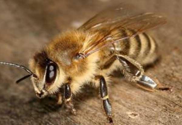 大排蜂怎么養殖(大排蜂能人工養嗎) 大排蜂怎么養殖(大排蜂能人工養嗎)