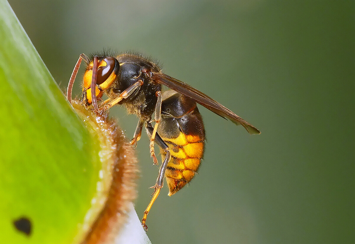 養殖胡蜂技術的步驟(胡蜂的養殖技術大全) 養殖胡蜂技術的步驟(胡蜂的養殖技術大全)