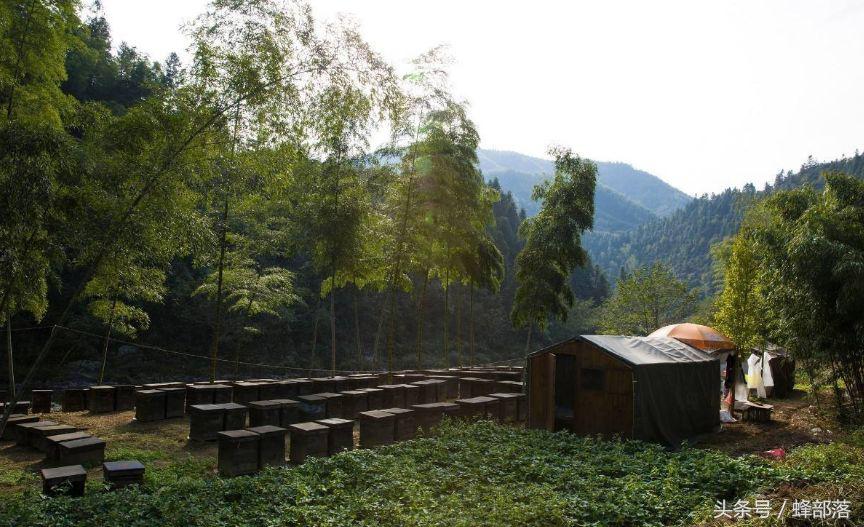 農村養蜂補貼怎么拿？能拿到多少？