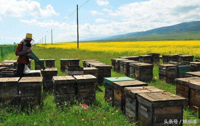 農村養蜂補貼怎么拿？能拿到多少？