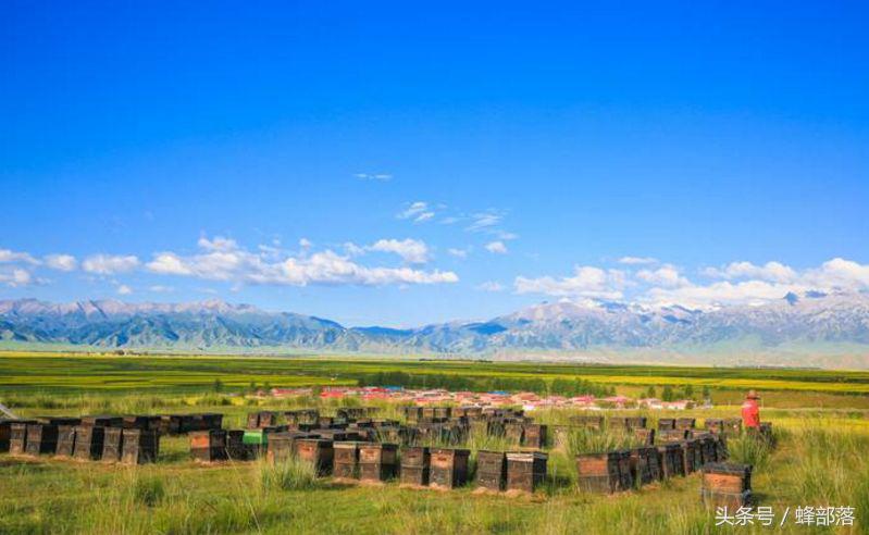 農村養蜂補貼怎么拿？能拿到多少？