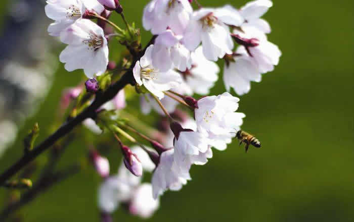 挖好的誘蜂洞怎么處理? 挖好的誘蜂洞怎么處理?
