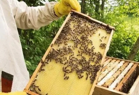 蜜蜂幼蟲漿水少是什么原因 蜜蜂幼蟲漿水少是什么原因