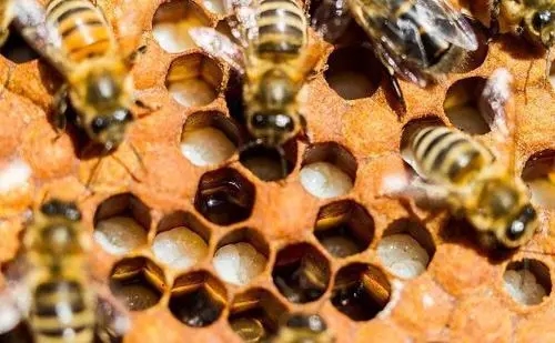 蜜蜂幼蟲漿水少是什么原因 蜜蜂幼蟲漿水少是什么原因