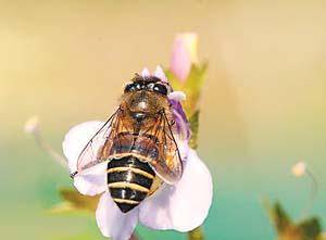 蜂場能同時養(yǎng)意蜂和黑蜂嗎(請問東北黑蜂和意蜂能一起養(yǎng)嗎) 蜂場能同時養(yǎng)意蜂和黑蜂嗎(請問東北黑蜂和意蜂能一起養(yǎng)嗎)