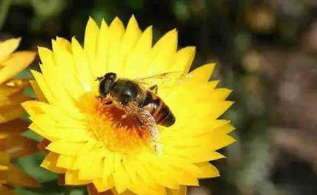 【蜜蜂養殖】養20箱蜜蜂能掙多少錢? 養20箱蜜蜂能掙多少錢?