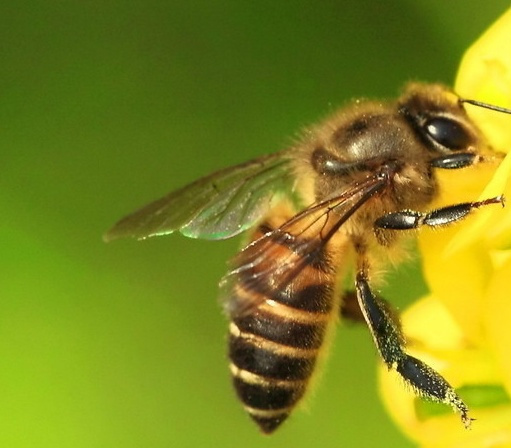 阿壩中蜂是很好蜂種嗎(阿壩中蜂有哪些優(yōu)點(diǎn)和缺點(diǎn)) 阿壩中蜂是很好蜂種嗎(阿壩中蜂有哪些優(yōu)點(diǎn)和缺點(diǎn))