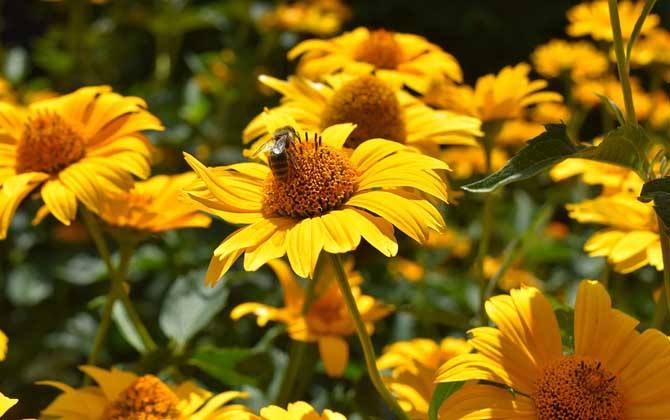 【蜜蜂養(yǎng)殖】夏季養(yǎng)蜂有哪些需要注意的地方? 夏季養(yǎng)蜂有哪些需要注意的地方?