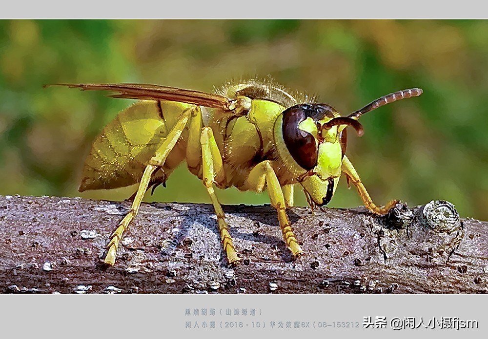常見的胡蜂種類（胡蜂的種類介紹）