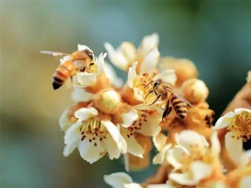 沒有王的蜜蜂會(huì)是什么樣(蜜蜂沒有王會(huì)不會(huì)飛走) 沒有王的蜜蜂會(huì)是什么樣(蜜蜂沒有王會(huì)不會(huì)飛走)