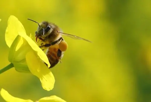 沒有王的蜜蜂會(huì)是什么樣 沒有王的蜜蜂會(huì)是什么樣