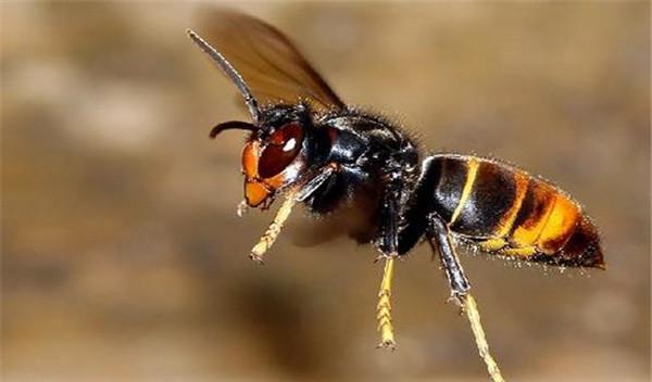 牛角蜂最怕什么(牛角蜂怎么安全驅趕) 牛角蜂最怕什么(牛角蜂怎么安全驅趕)
