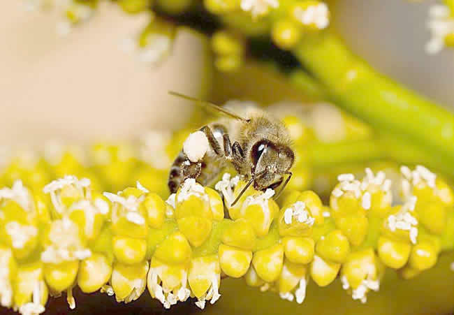為什么蜜蜂要自然分蜂? 自然分蜂