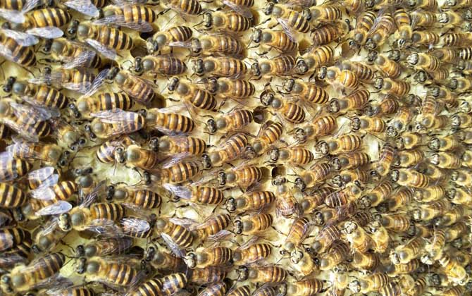 蜂群失王怎么處理(長期失王的蜂群應如何處理) 蜂群失王怎么處理(長期失王的蜂群應如何處理)