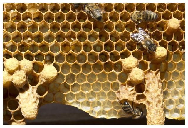 新手養(yǎng)蜂出現(xiàn)王臺怎么辦(蜜蜂起王臺怎么辦) 新手養(yǎng)蜂出現(xiàn)王臺怎么辦(蜜蜂起王臺怎么辦)