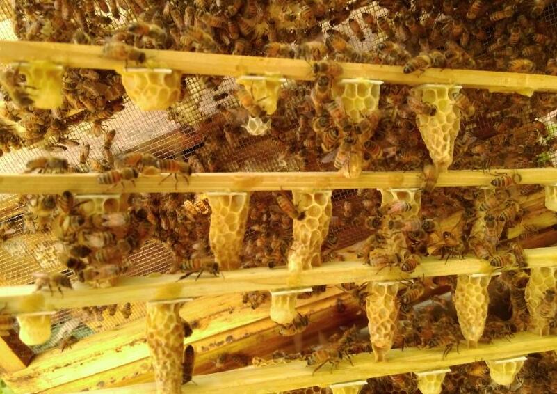 新手養(yǎng)蜂出現(xiàn)王臺怎么辦(蜜蜂起王臺怎么辦) 新手養(yǎng)蜂出現(xiàn)王臺怎么辦(蜜蜂起王臺怎么辦)