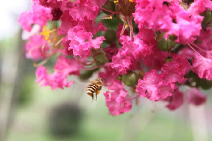 蜜蜂養(yǎng)殖的基礎(chǔ)知識