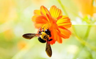 蜜蜂養(yǎng)殖箱的制作方法(自制蜂箱的注意事項(xiàng)) 蜜蜂養(yǎng)殖箱的制作方法(自制蜂箱的注意事項(xiàng))