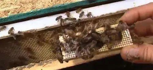 野蜜蜂怎么抓蜂王?(教你怎樣抓蜂王及正確拿法) 野蜜蜂怎么抓蜂王?(教你怎樣抓蜂王及正確拿法)
