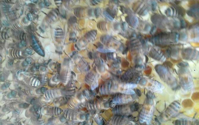 蜂群失王怎么介王(蜂群失王后怎樣介王最好) 蜂群失王怎么介王(蜂群失王后怎樣介王最好)