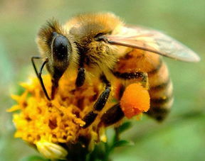 阿壩中蜂最高適合溫度多少度養(你聽說過阿壩中蜂嗎) 阿壩中蜂最高適合溫度多少度養(你聽說過阿壩中蜂嗎)