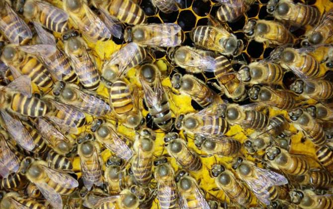 中蜂和意蜂怎么分辨區別?哪種好養?(教你如何區分中蜂和意蜂) 中蜂和意蜂怎么分辨區別?哪種好養?(教你如何區分中蜂和意蜂)