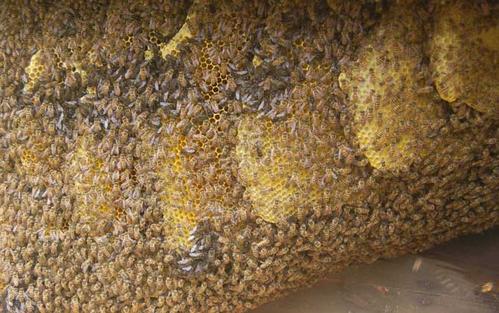 一脾中蜂多少只 一脾中蜂多少只