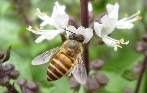 一脾中蜂多少只 一脾中蜂多少只
