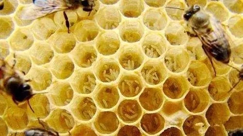 工蜂會不會產(chǎn)卵 工蜂會不會產(chǎn)卵