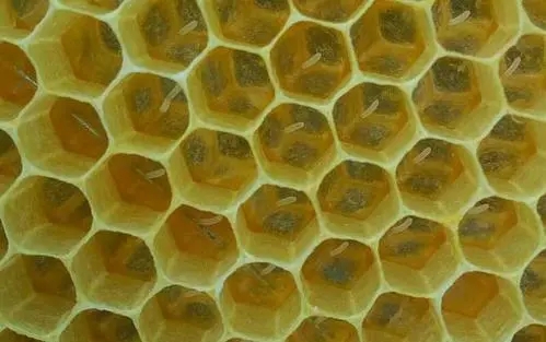 工蜂會不會產(chǎn)卵 工蜂會不會產(chǎn)卵