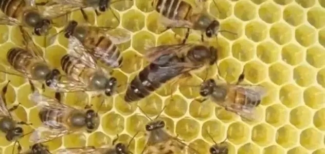 工蜂會不會產(chǎn)卵 工蜂會不會產(chǎn)卵