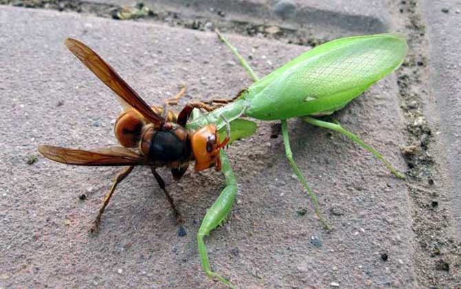 中國大虎頭蜂的天敵有哪些（大虎頭蜂的種類）