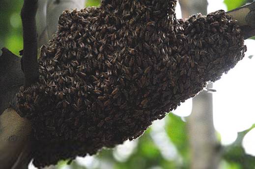 野蜜蜂怎么收回家(野外抓捕蜜蜂回來養的方法) 野蜜蜂怎么收回家(野外抓捕蜜蜂回來養的方法)