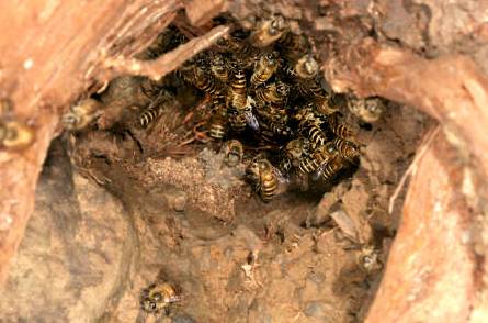 野蜜蜂怎么收回家(野外抓捕蜜蜂回來養的方法) 野蜜蜂怎么收回家(野外抓捕蜜蜂回來養的方法)