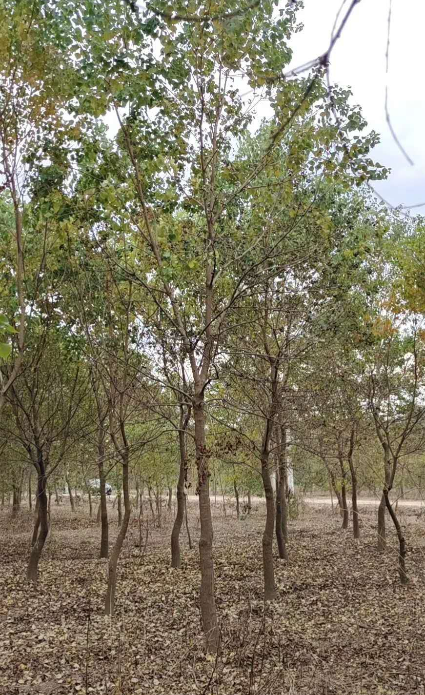 烏桕蜜樹有多少個品種（烏桕種類介紹 ）