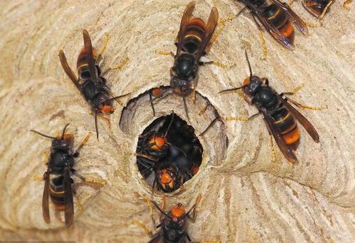 蜜蜂和馬蜂在家打窩是壞事嗎（蜜蜂和馬蜂來家里是福還是禍？）