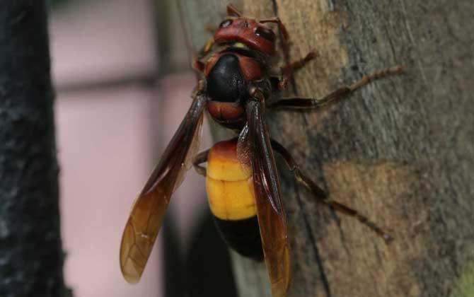 被黃腰虎頭蜂蟄了一下頭怕嗎（黃腰虎頭蜂蟄了怎么處理？）