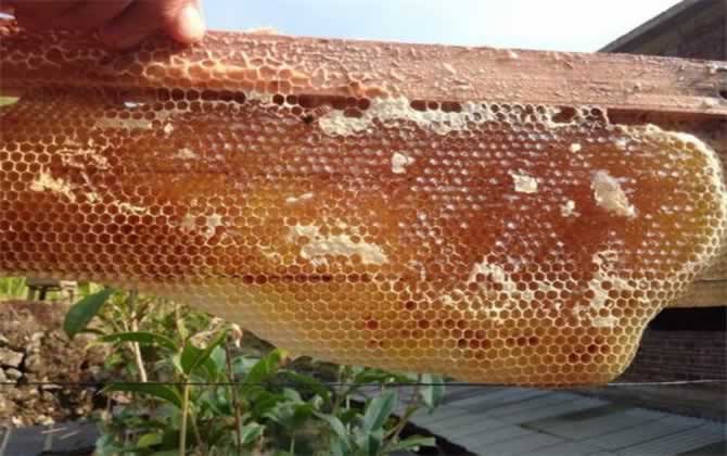 野生蜜蜂 野生蜜蜂