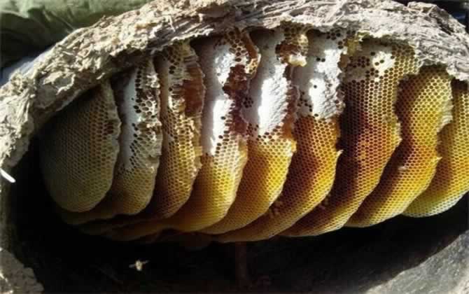 野生蜜蜂 野生蜜蜂